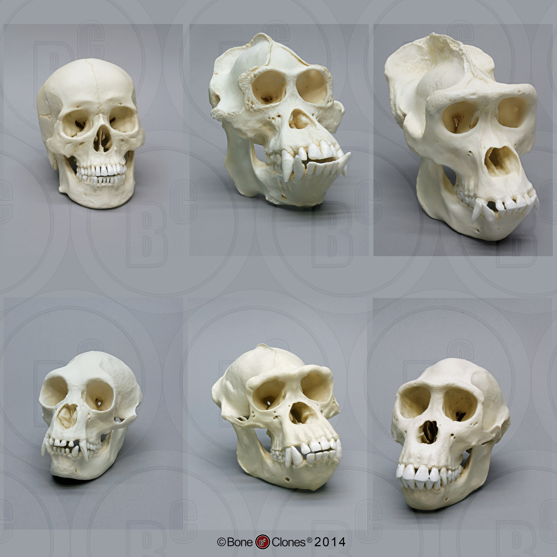 Primaten Schedel Set (6 stuks)