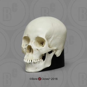 Mini Schedel Set Man en Vrouw, 6-delig, Schaal 1:2