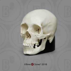 Mini Schedel Set Man en Vrouw, 6-delig, Schaal 1:2