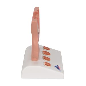 Prostaatmodel