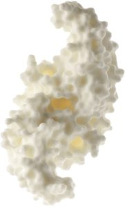 Proteïne Model