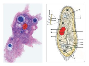 Protozoa Onderwijspakket
