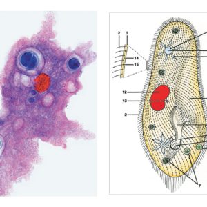 Protozoa Onderwijspakket