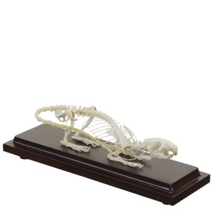 Ratten Skelet Model