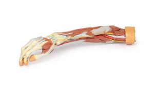 Rechter Arm, 3D Print