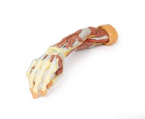 Rechter Arm, 3D Print