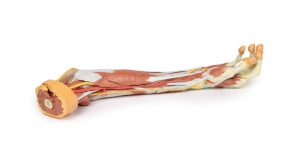 Rechter Arm, 3D Print