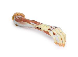Rechter Arm, 3D Print