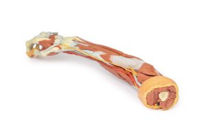 Rechter Arm, 3D Print