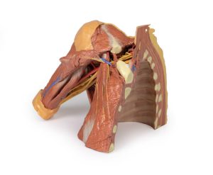Rechter borstwand, oksel, nek-basis, 3Dprint