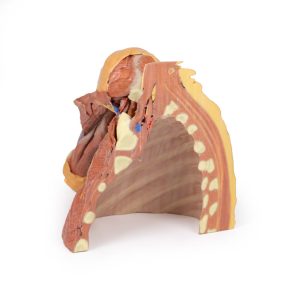 Rechter borstwand, oksel, nek-basis, 3Dprint