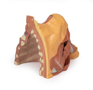 Rechter borstwand, oksel, nek-basis, 3Dprint