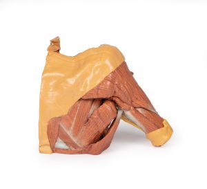 Rechter borstwand, oksel, nek-basis, 3Dprint