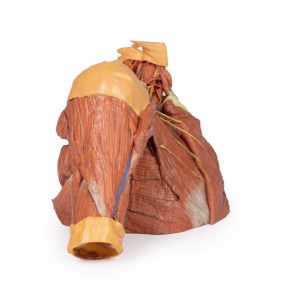 Rechter borstwand, oksel, nek-basis, 3Dprint