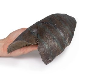 Rechter Long, hilum verwijderd, 3D Print