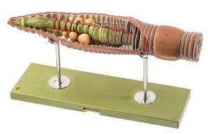 Regenworm Model