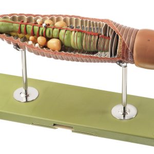Regenworm Model