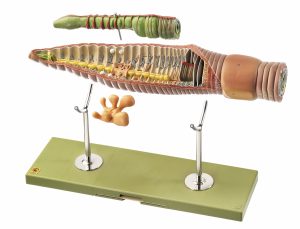 Regenworm Model