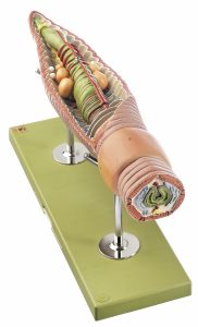 Regenworm Model