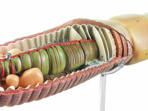 Regenworm Model