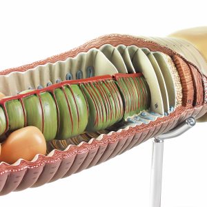 Regenworm Model