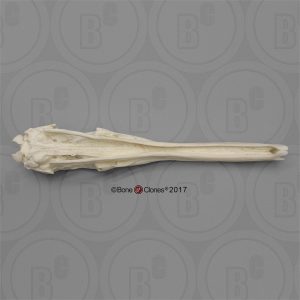 Reuzenmiereneter Schedelmodel