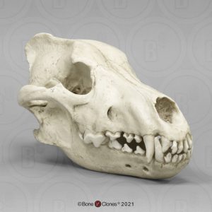 Reuzenwolf Schedelmodel