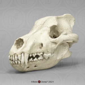 Reuzenwolf Schedelmodel