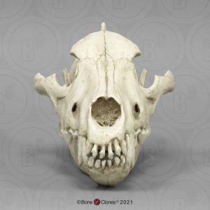 Reuzenwolf Schedelmodel