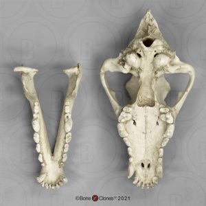 Reuzenwolf Schedelmodel