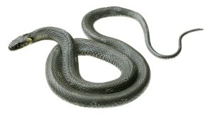 Ringslang Model
