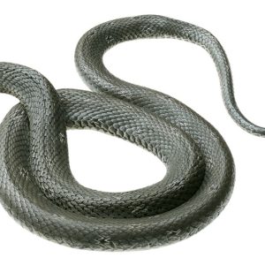 Ringslang Model