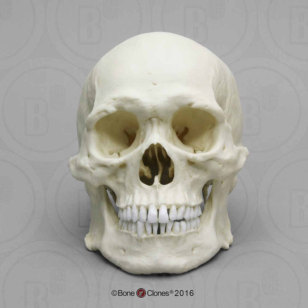 Robuust Schedelmodel Aziatische Man