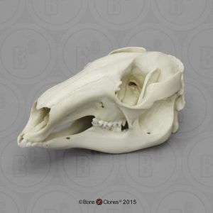 Buideldieren