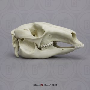 Rode Reuzenkangoeroe Schedelmodel