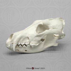 Rode Wolf Schedelmodel