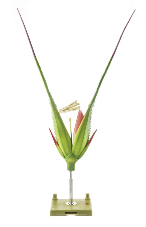 Roggeaar Model