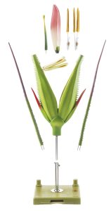 Roggeaar Model