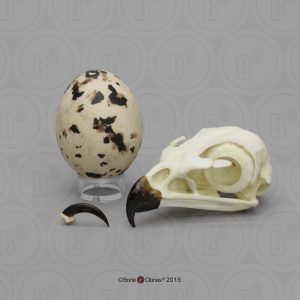 Roodstaartbuizerd Modellenset