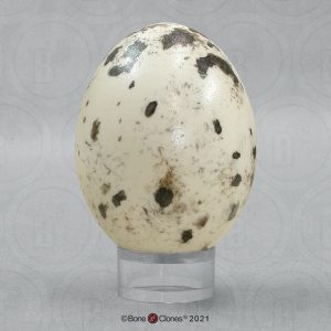 Roodstaartbuizerd Modellenset