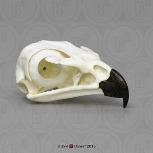 Roodstaartbuizerd Schedelmodel