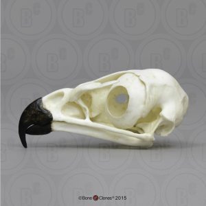 Roodstaartbuizerd Schedelmodel