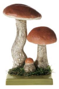 Rosse Populierboleet Model