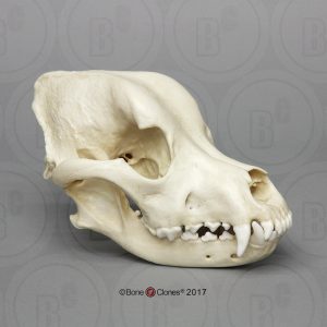 Rottweiler Schedelmodel
