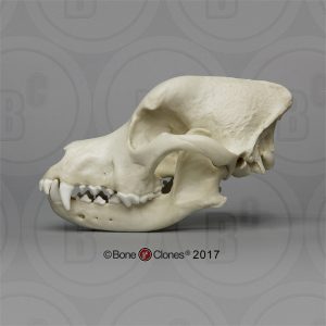 Rottweiler Schedelmodel