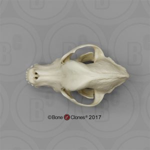Rottweiler Schedelmodel