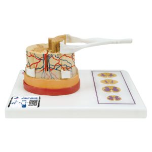 Ruggenmerg model, 5x vergroot