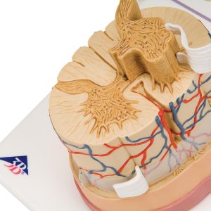 Ruggenmerg model, 5x vergroot