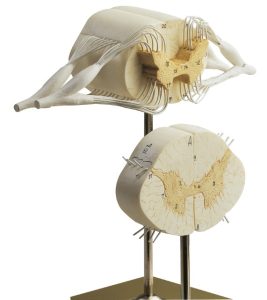 Ruggenmerg Model, 2-delig