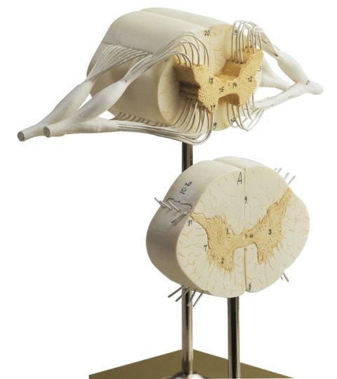 Ruggenmerg Model, 2-delig